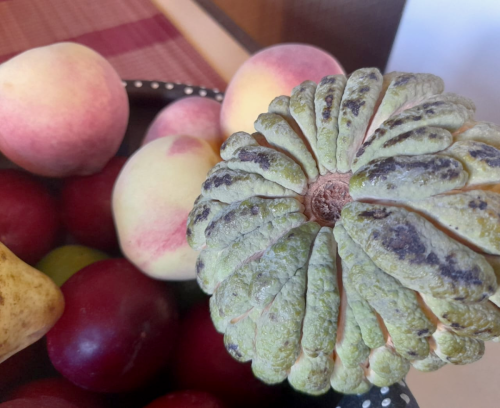 Fruteiras - Museu do Açúcar e Doce (foto Eduardo Gazal)